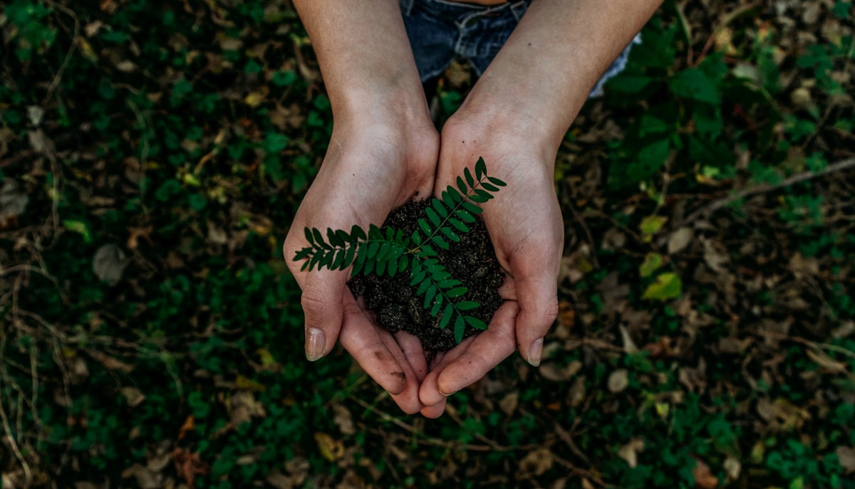 Hands gently cradling a small green seedling growing in fertile soil
