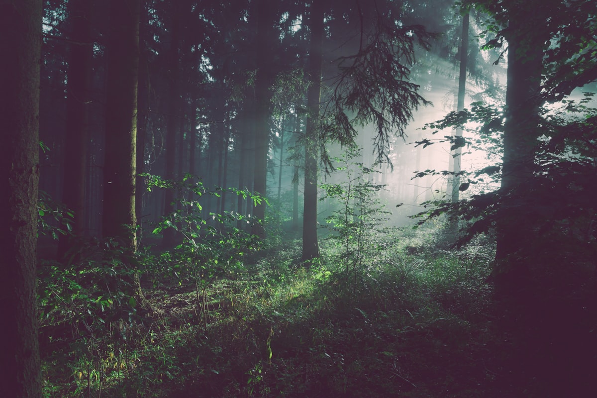 Atlantic forest in northern Spain with diffused light filtering through the trees